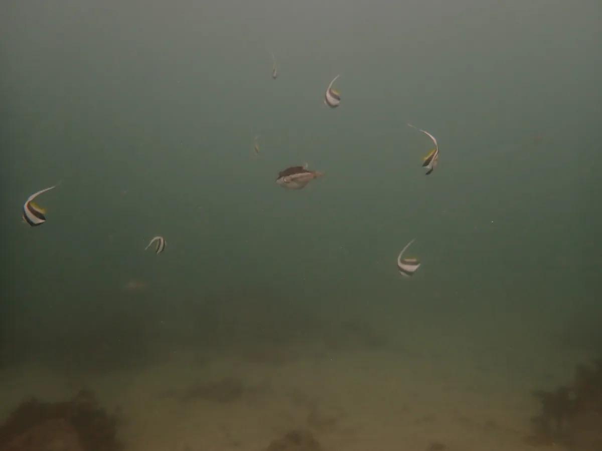 三浦の中層を泳ぐムレハタタテダイの群れ
