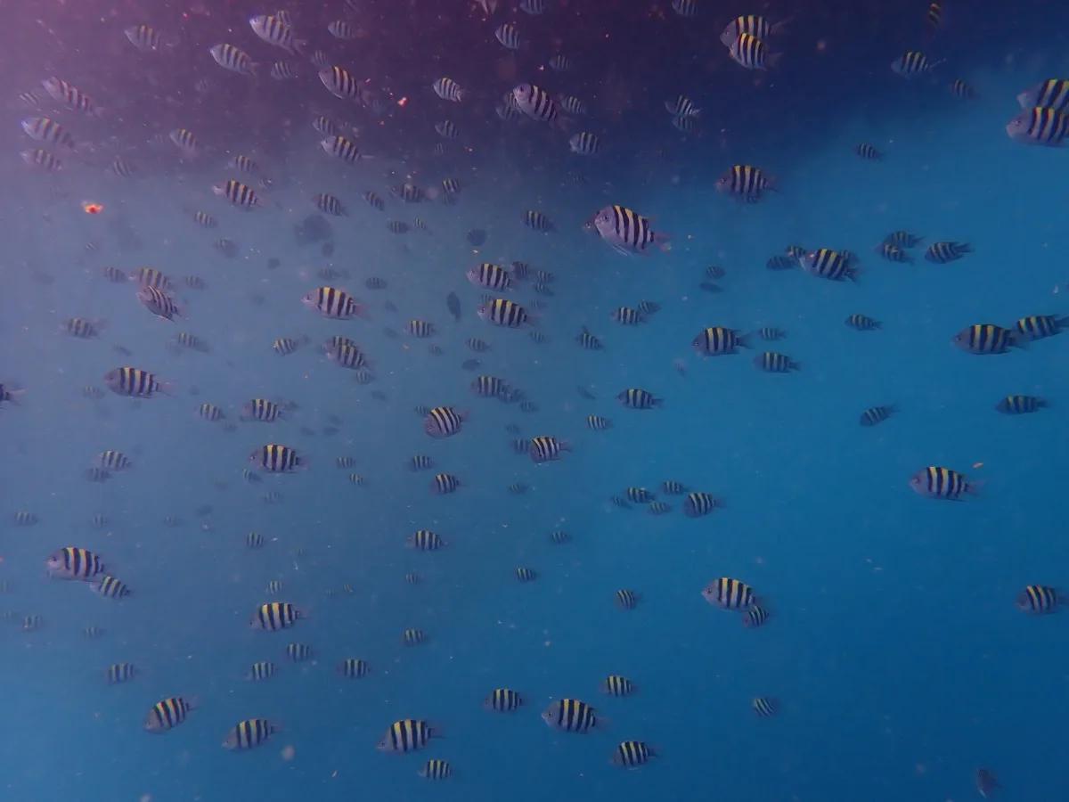 三浦の海で群れる季節来遊魚のオヤビッチャ