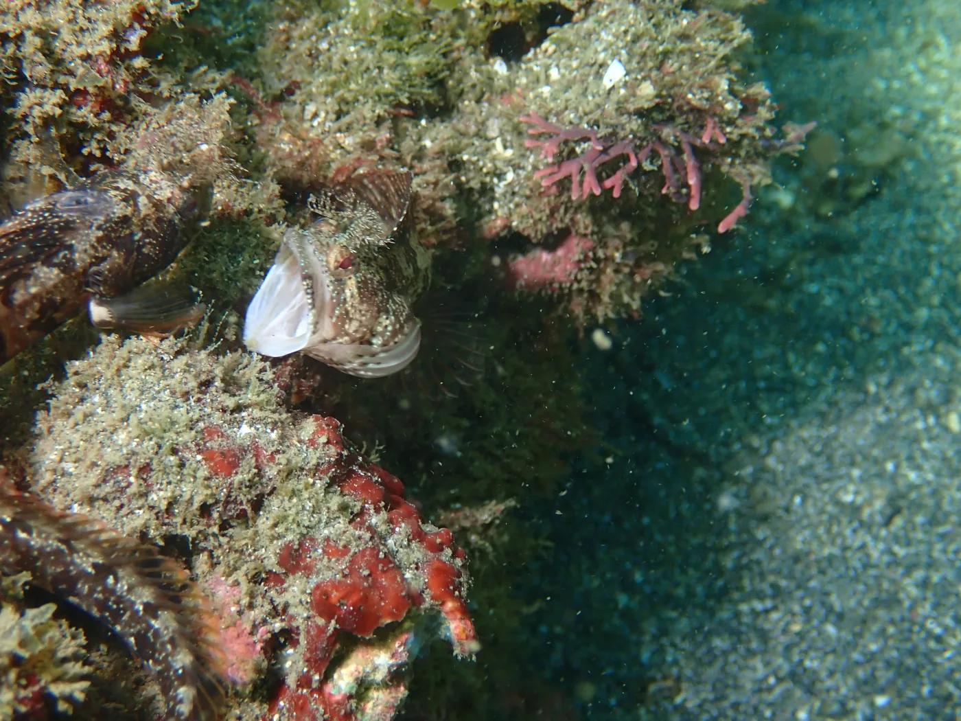 三浦・城ヶ島の岩に張りついたコケギンポの仲間。目の上に枝分かれした皮弁がある
