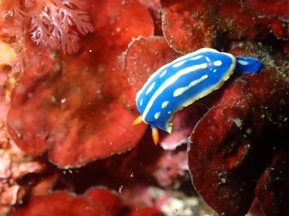 三浦の海で見られるアオウミウシ。ダイビングのログブックに見た生き物の名前を書いておくと、あとから読み返す楽しみが増える
