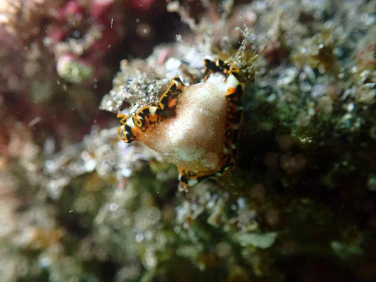 三浦・城ヶ島のダイビングで岩肌に見つけたウミウシの仲間