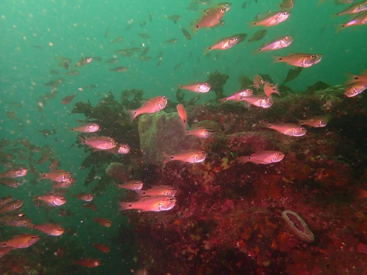 三浦・宮川湾の岩場に群れる魚たち。透明度8mの海