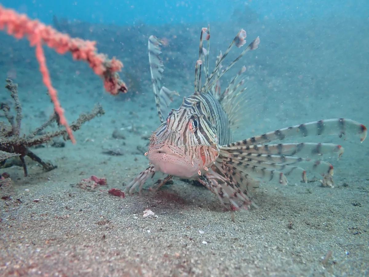 三浦・城ヶ島の砂地で胸ビレを広げるミノカサゴ