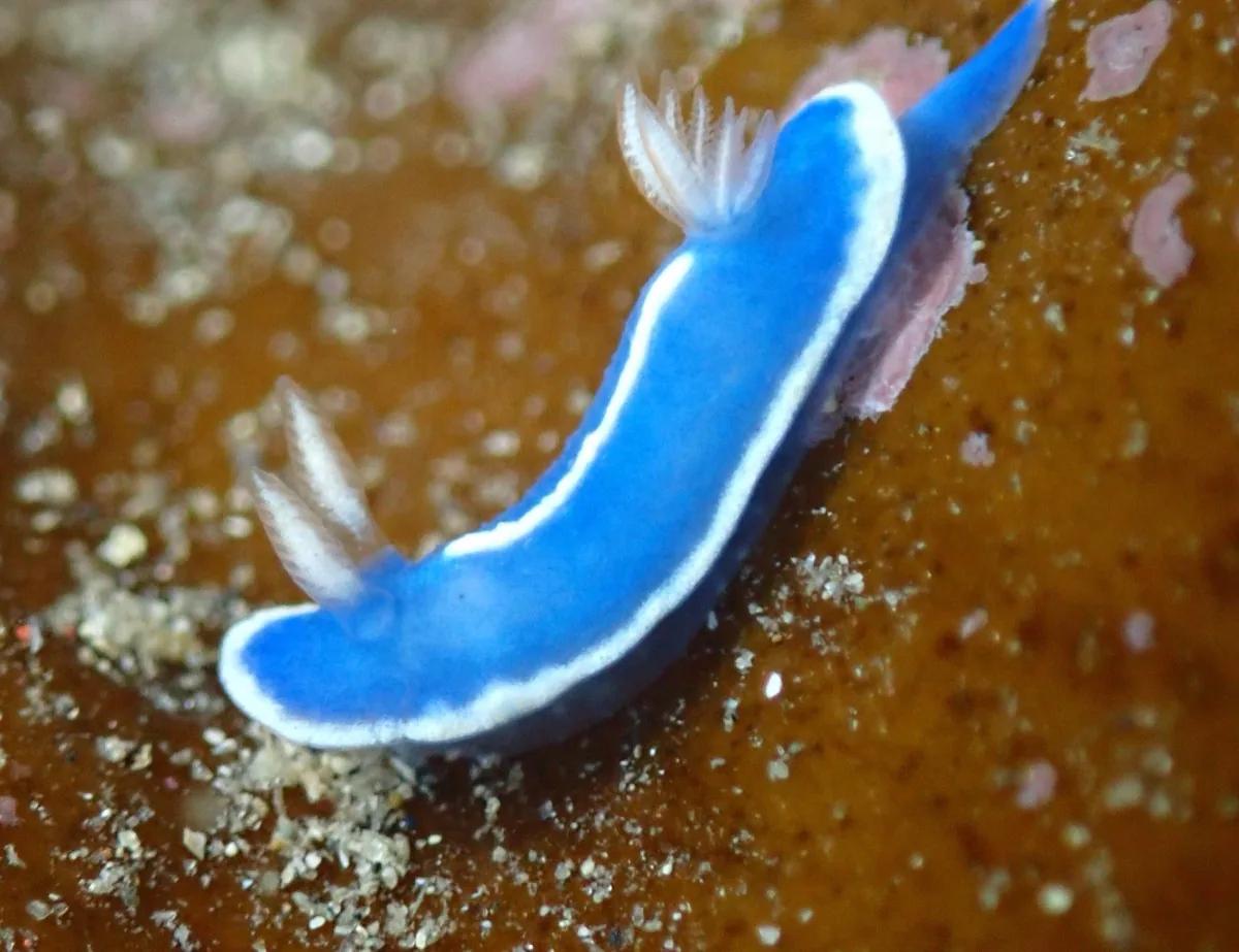 三浦の海でオレンジ色のカイメンの上を這う、白い縁取りのある青いウミウシ