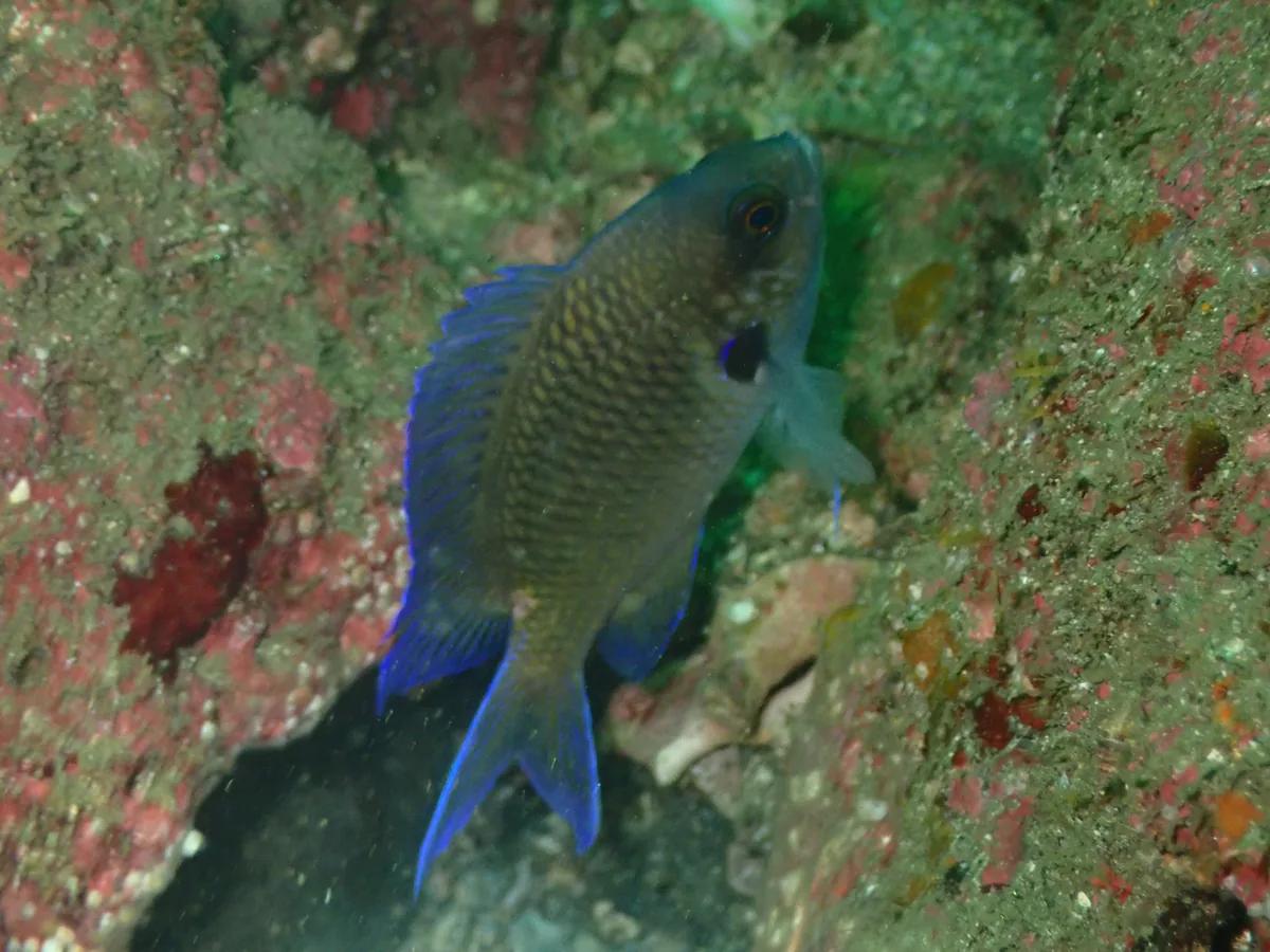 三浦の岩場で見られるスズメダイ