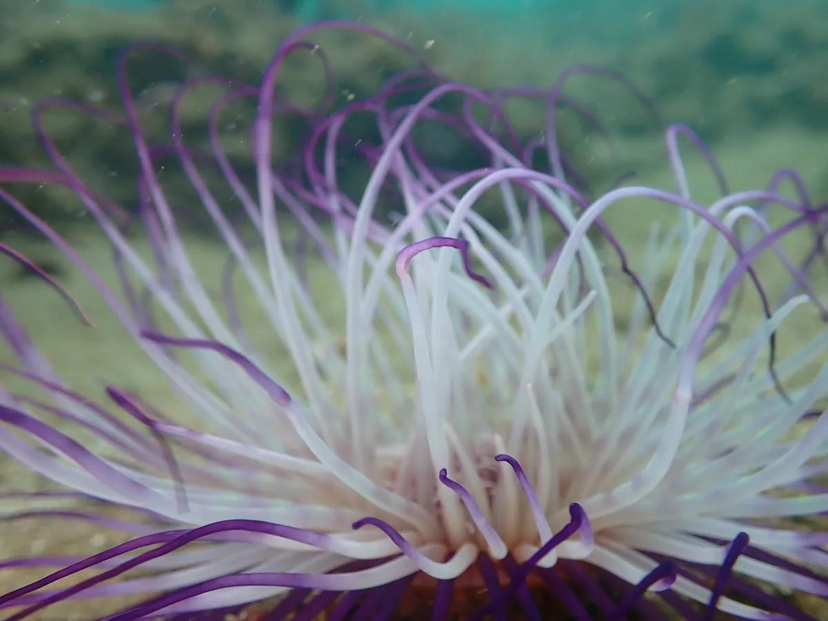 三浦の海で咲く花のような紫のムラサキハナギンチャク