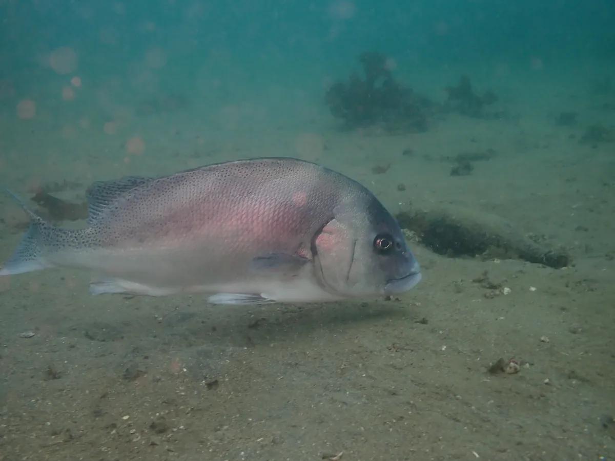 砂地の上をゆっくり泳ぐコロダイ。三浦半島のダイビングで出会える大きな魚