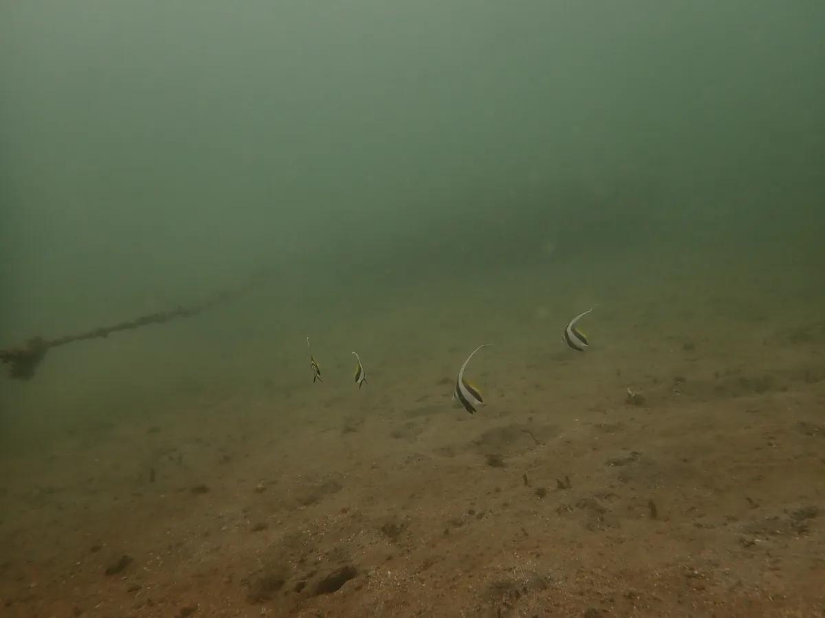三浦・城ヶ島の砂地を泳ぐハタタテダイの群れ