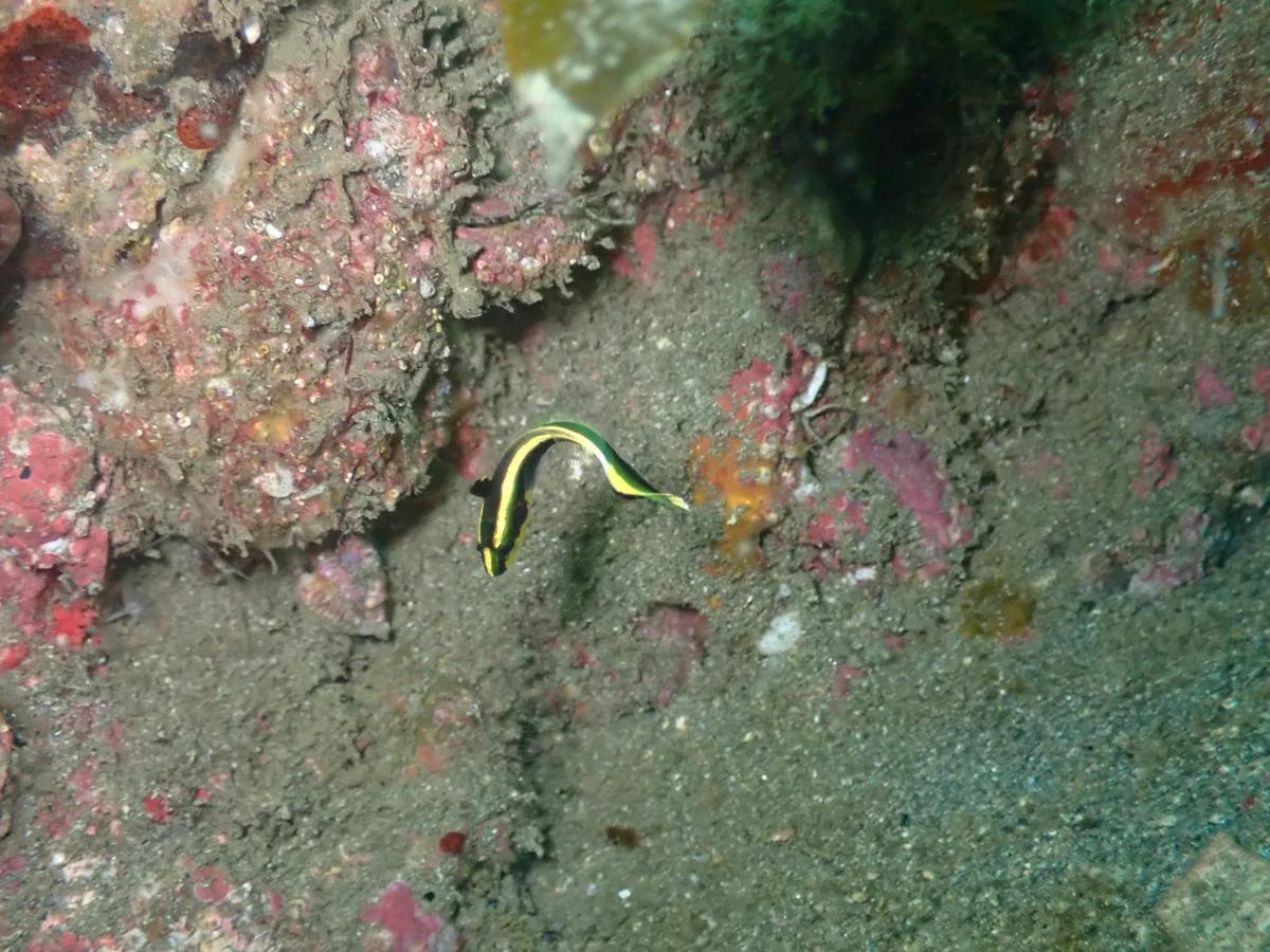 三浦・城ヶ島の岩場で泳ぐ黄色と黒のコロダイの幼魚