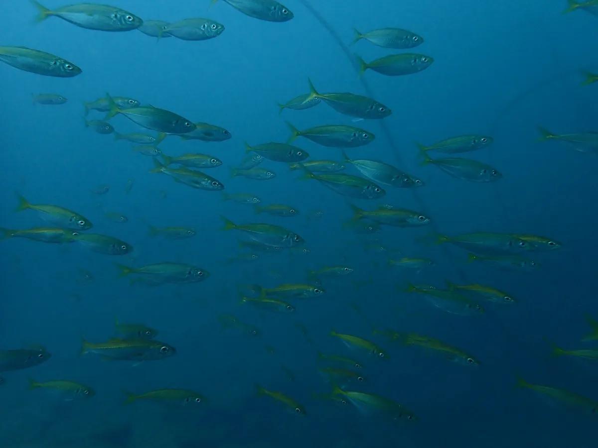 三浦の海で群れをつくるマアジ