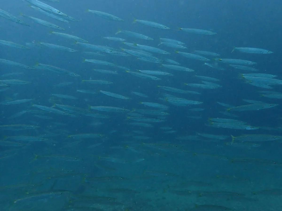 三浦の海で群れをつくるアカカマス