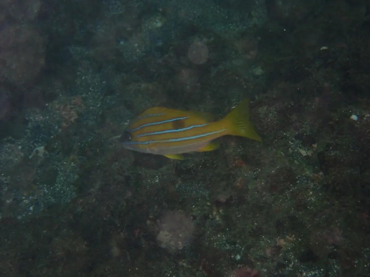 青いラインが4本走るヨスジフエダイ。三浦の海で見られる南方系の魚