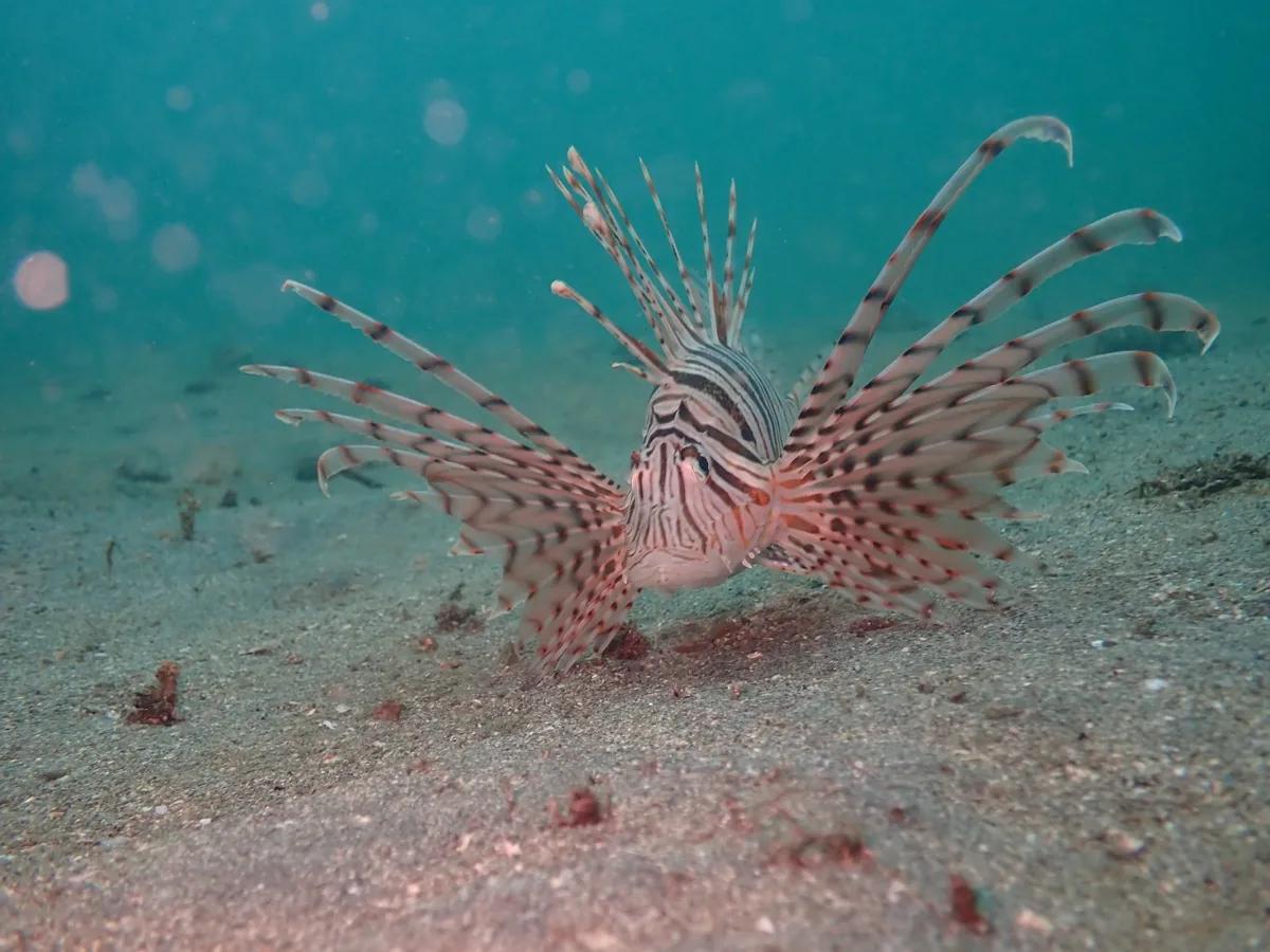 三浦の砂地でヒレを大きく広げて漂うミノカサゴ