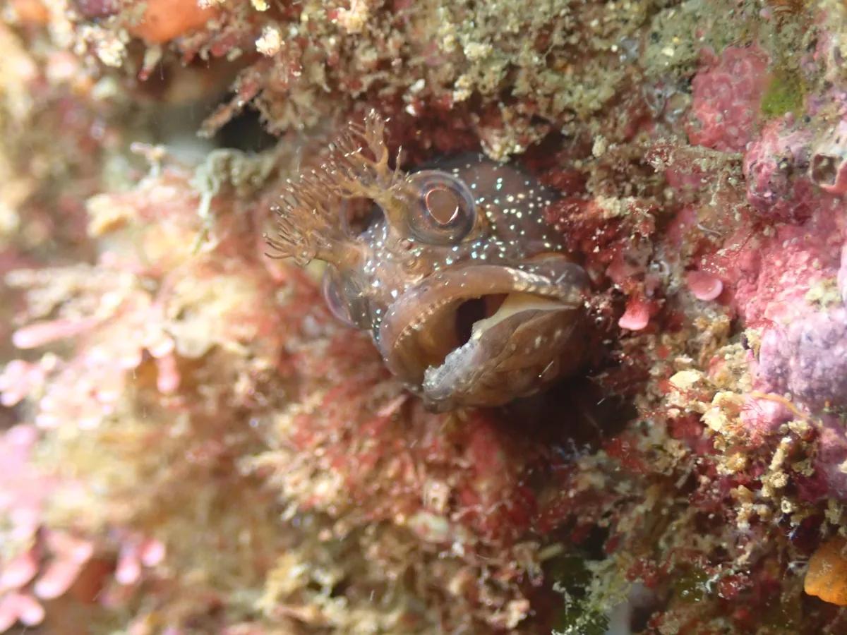 岩の穴から口を開けて顔を出すコケギンポ。三浦のビーチで一年中見られる小魚