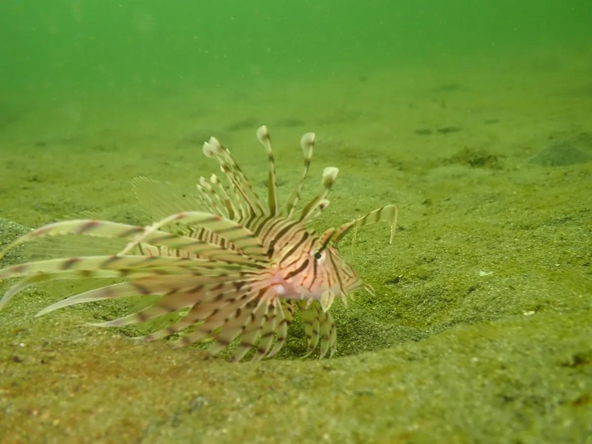 三浦・城ヶ島の砂地でヒレを広げていたミノカサゴの仲間