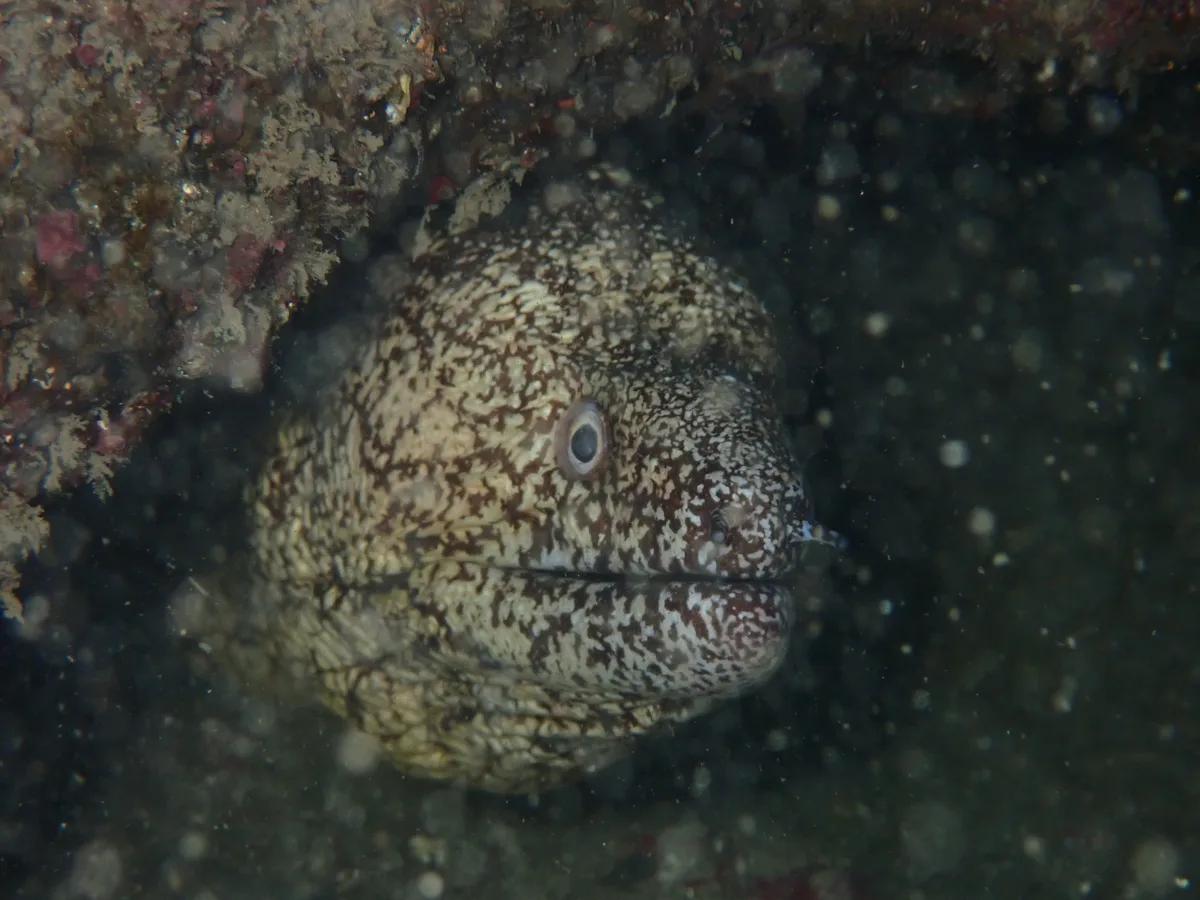 岩の隙間から顔を出すウツボ。三浦の海では一年中見られる