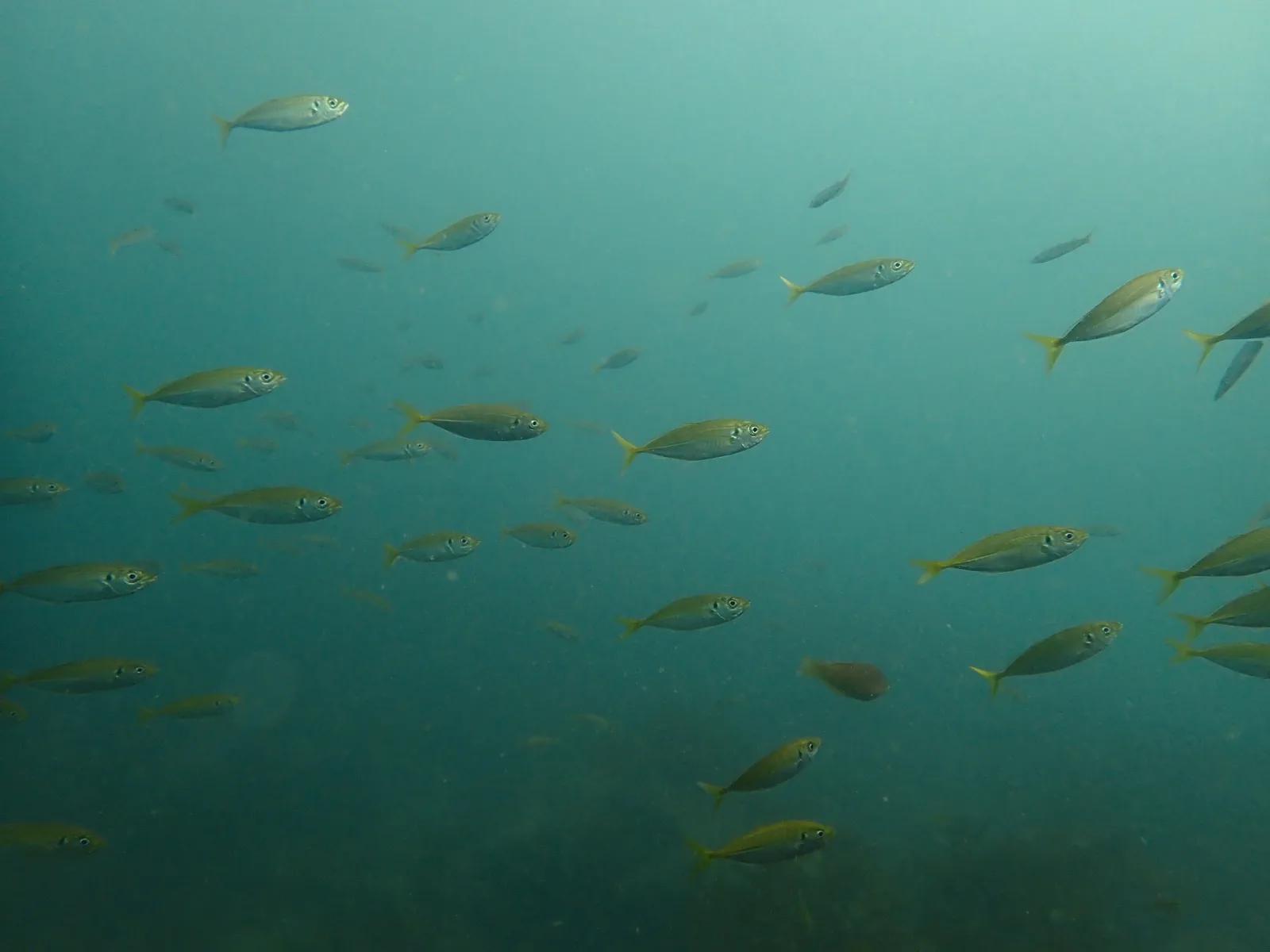 透明度6〜8mの三浦の海を流れていく小魚の群れ