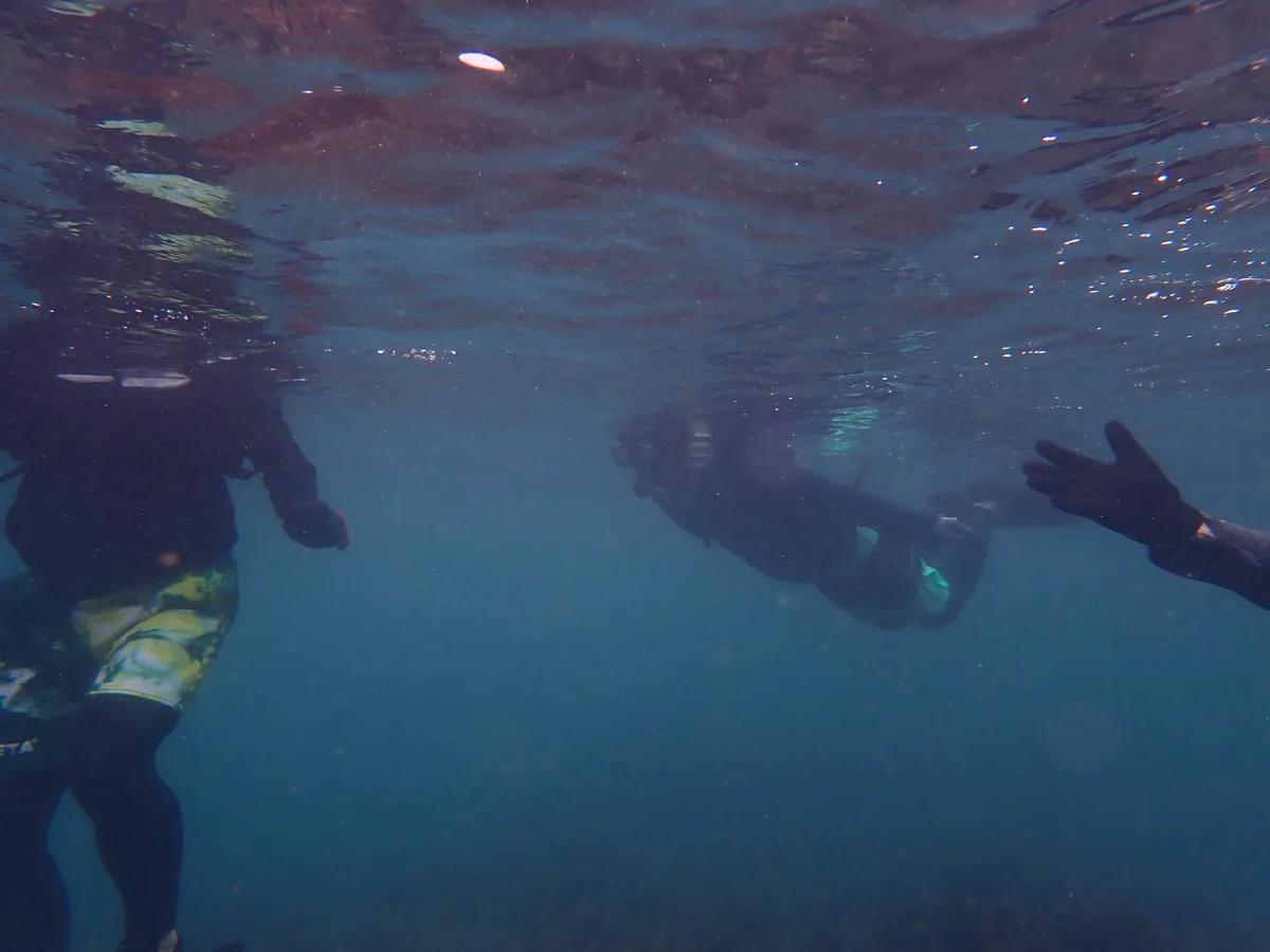 透明度のよい三浦の海をスノーケリングで進む参加者