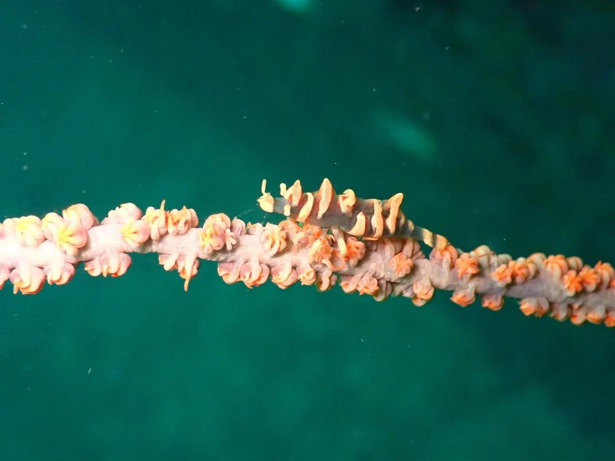 三浦の海で宿主に同化するムチカラマツエビ