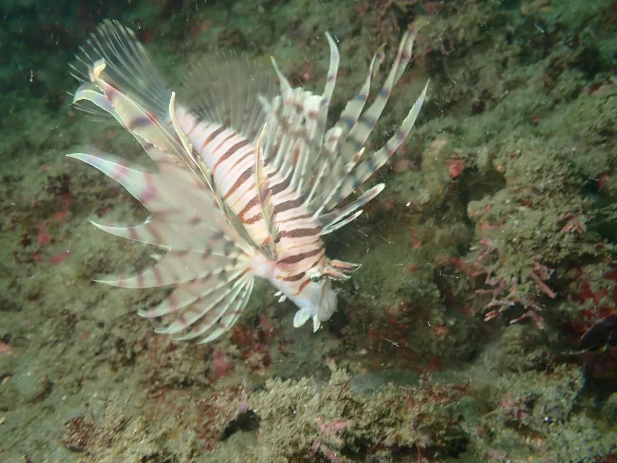 三浦の海の岩肌でヒレを広げるミノカサゴ