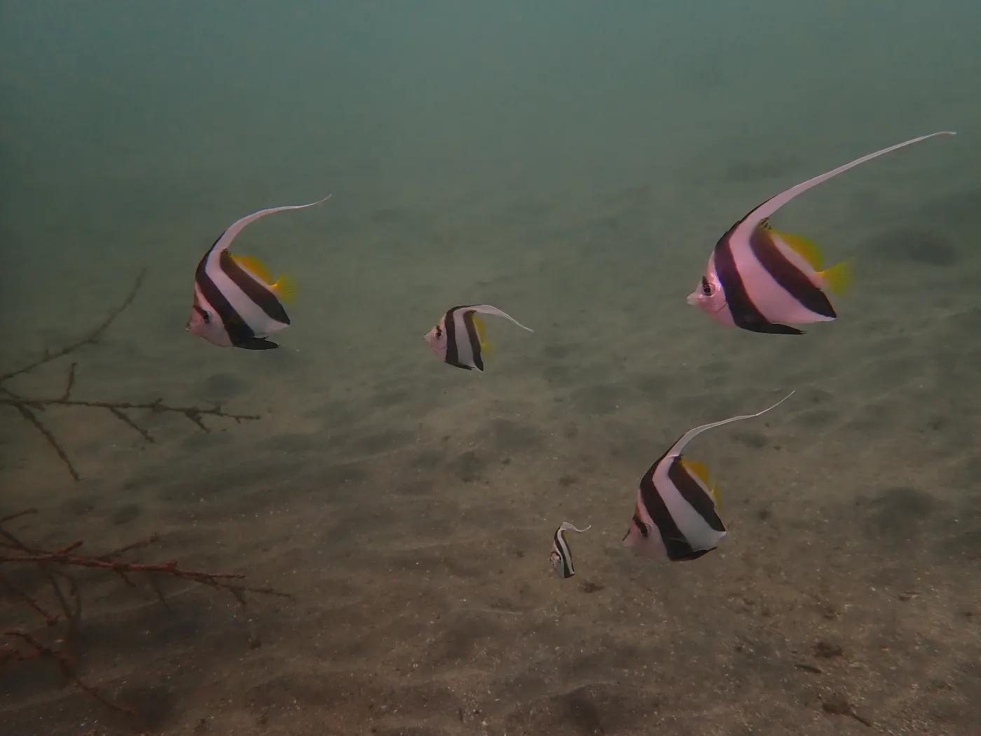 三浦・城ヶ島の砂地を漂う白と黒の縞模様の魚。ムレハタタテダイと思われる個体が5匹