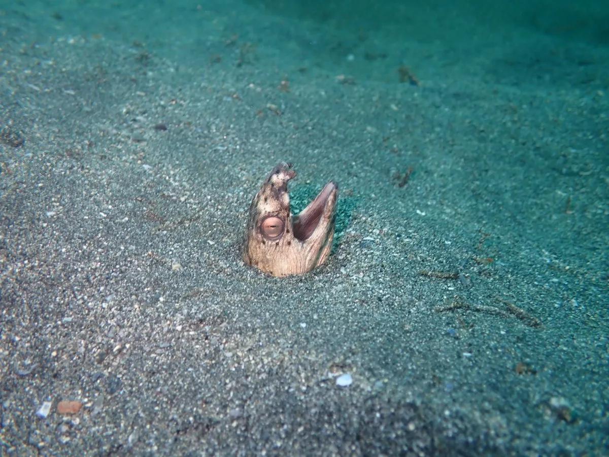 三浦の海の砂地から顔だけ出しているウミヘビの仲間