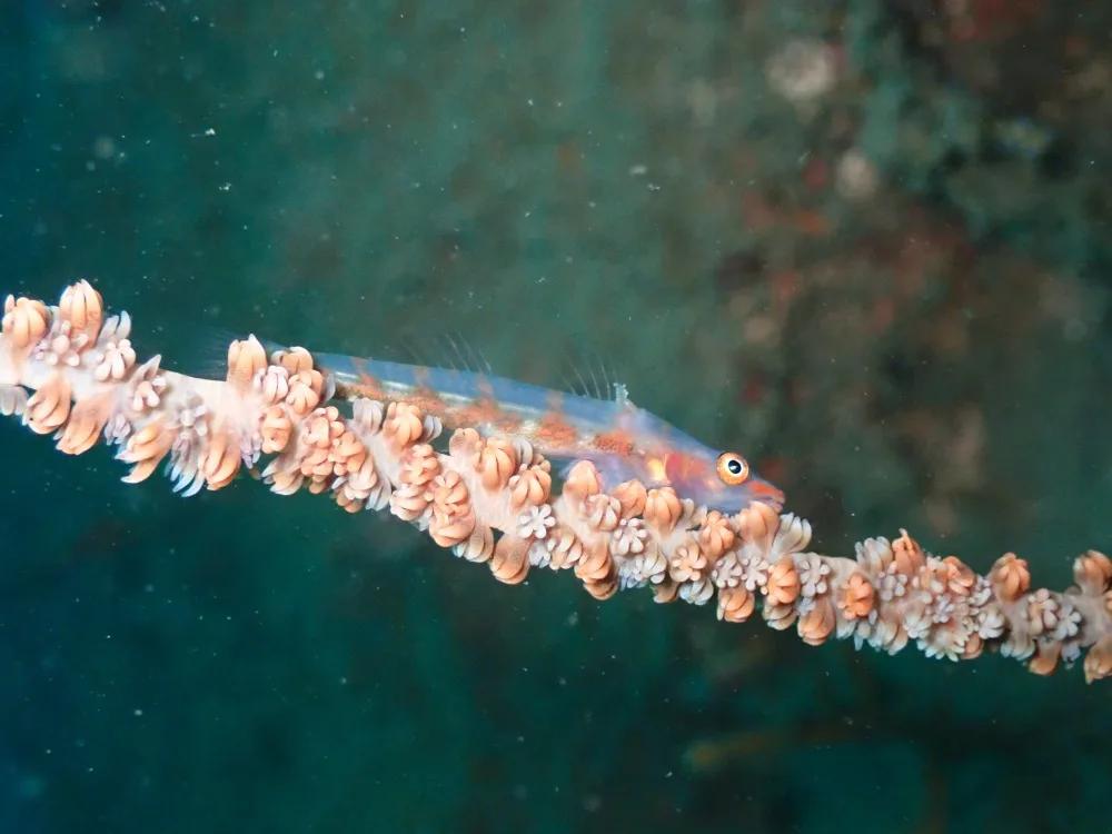 三浦の海のムチカラマツにつくガラスハゼ