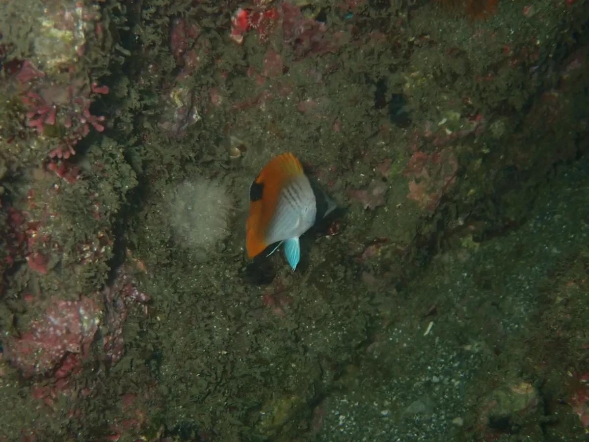 三浦の岩場を泳ぐ、季節来遊魚のトゲチョウチョウウオの幼魚