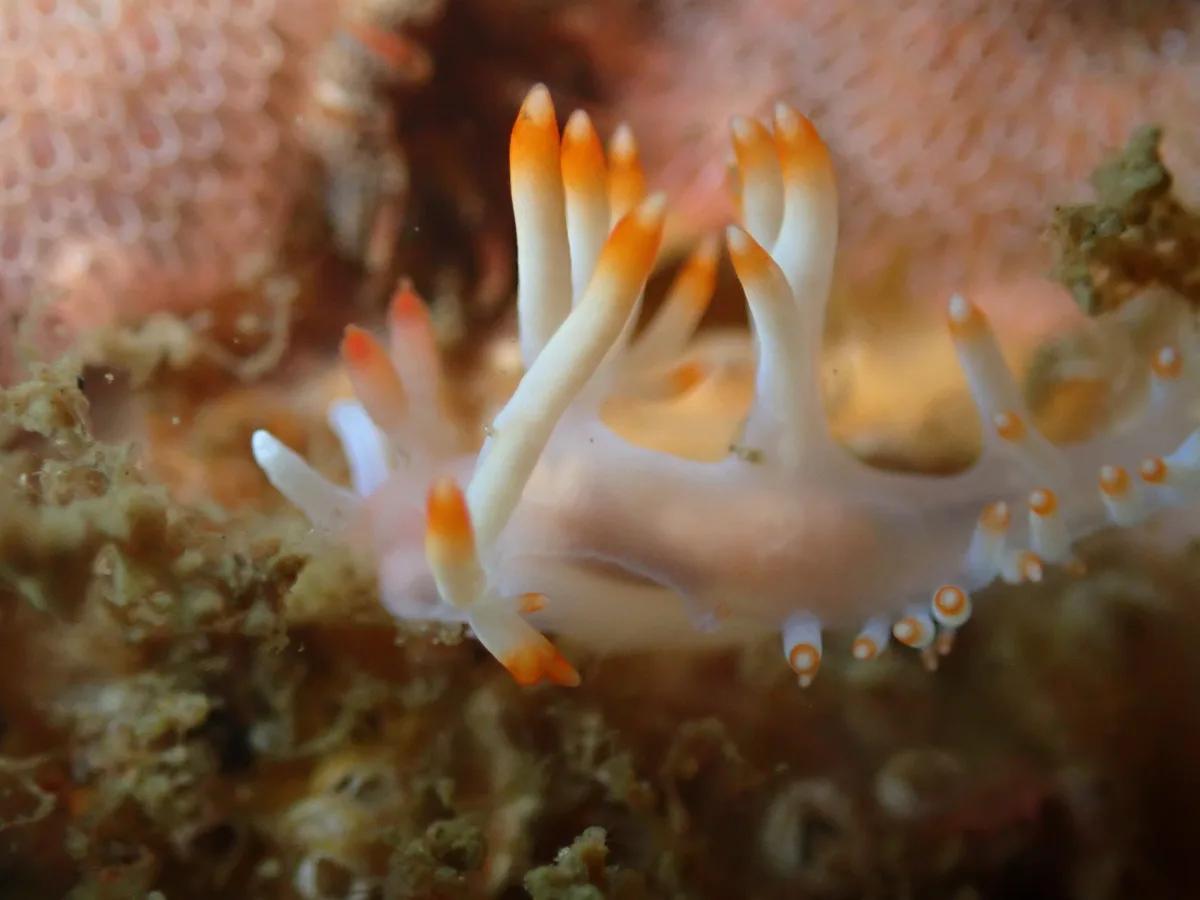 白い体にオレンジ色のミノが並ぶサキシマミノウミウシ
