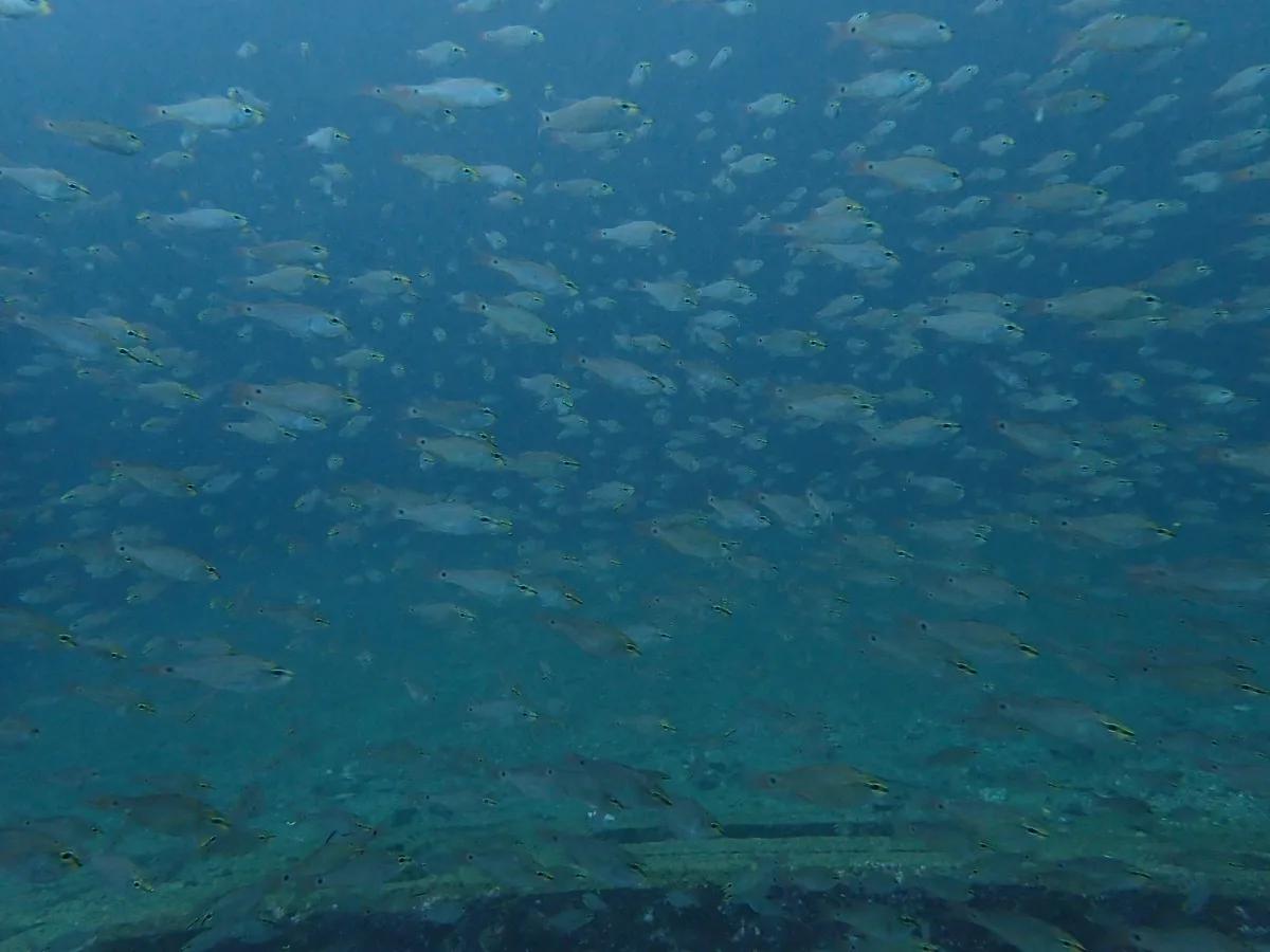 三浦の水中で大群になったネンブツダイ
