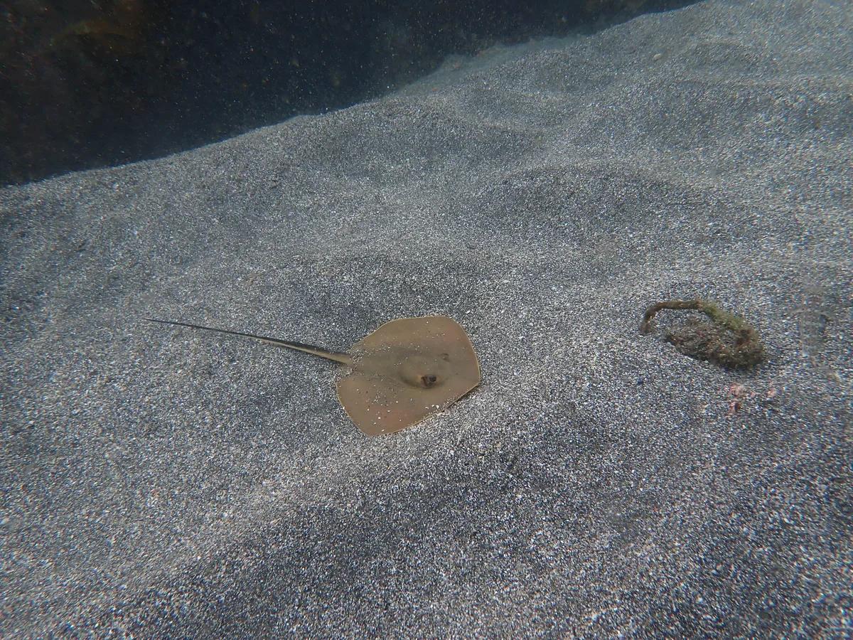 三浦・城ヶ島の砂地で出会った小さなアカエイの子ども