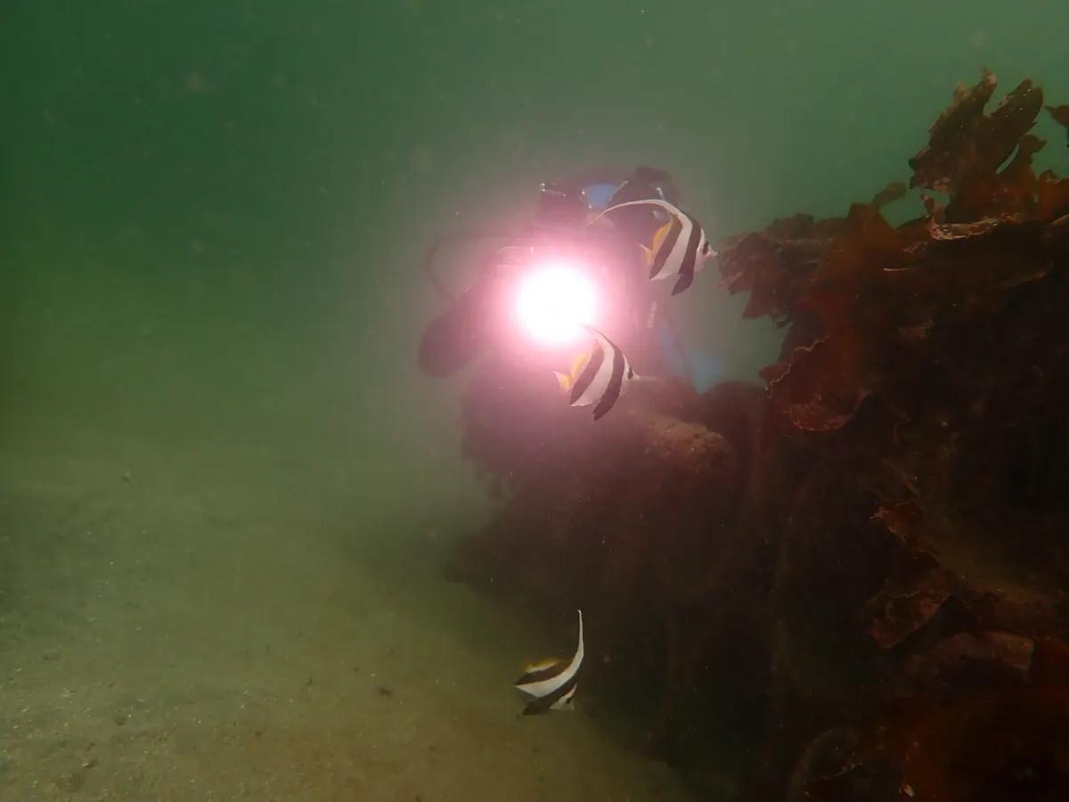 ストロボが光った瞬間。海藻の茂った根とハタタテダイの仲間