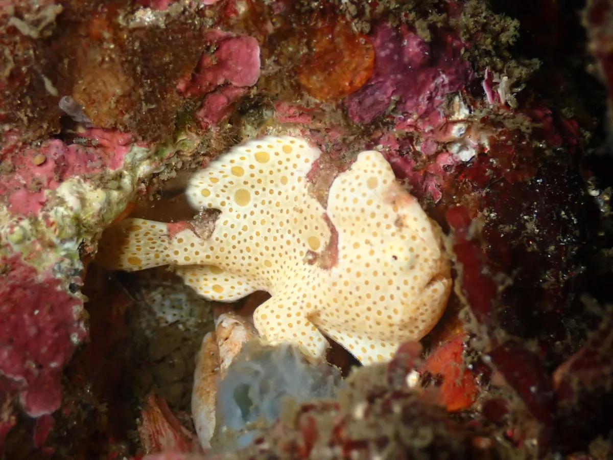 三浦の岩場のくぼみにいるカエルアンコウ