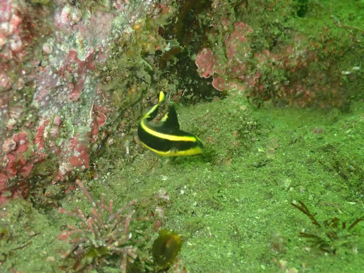 三浦・城ヶ島の岩壁で見つけた、黒地に黄色いラインが入った小さな幼魚