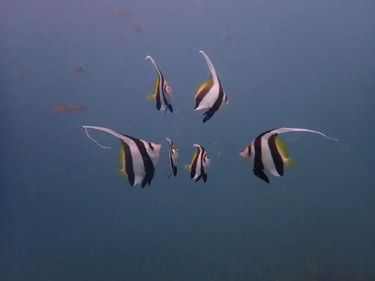三浦の海の中層を群れで泳ぐムレハタタテダイ