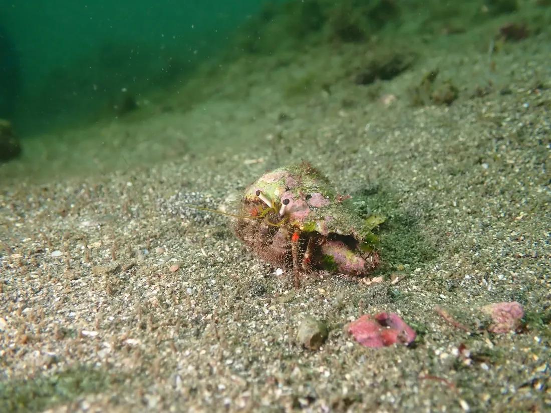 砂地のヤドカリの仲間。海藻や石灰藻に覆われた貝殻
