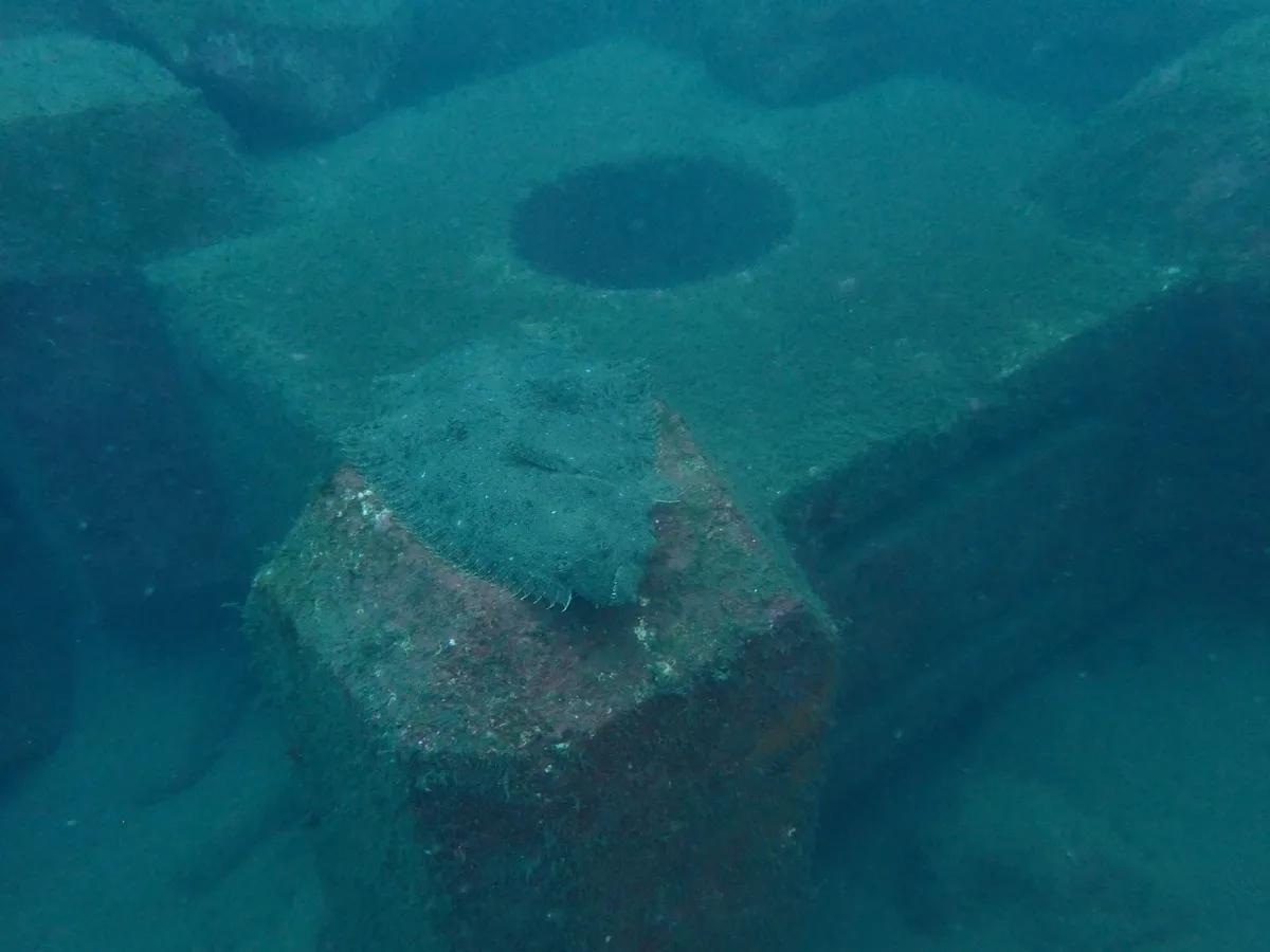 三浦の海で砂地に擬態するヒラメ