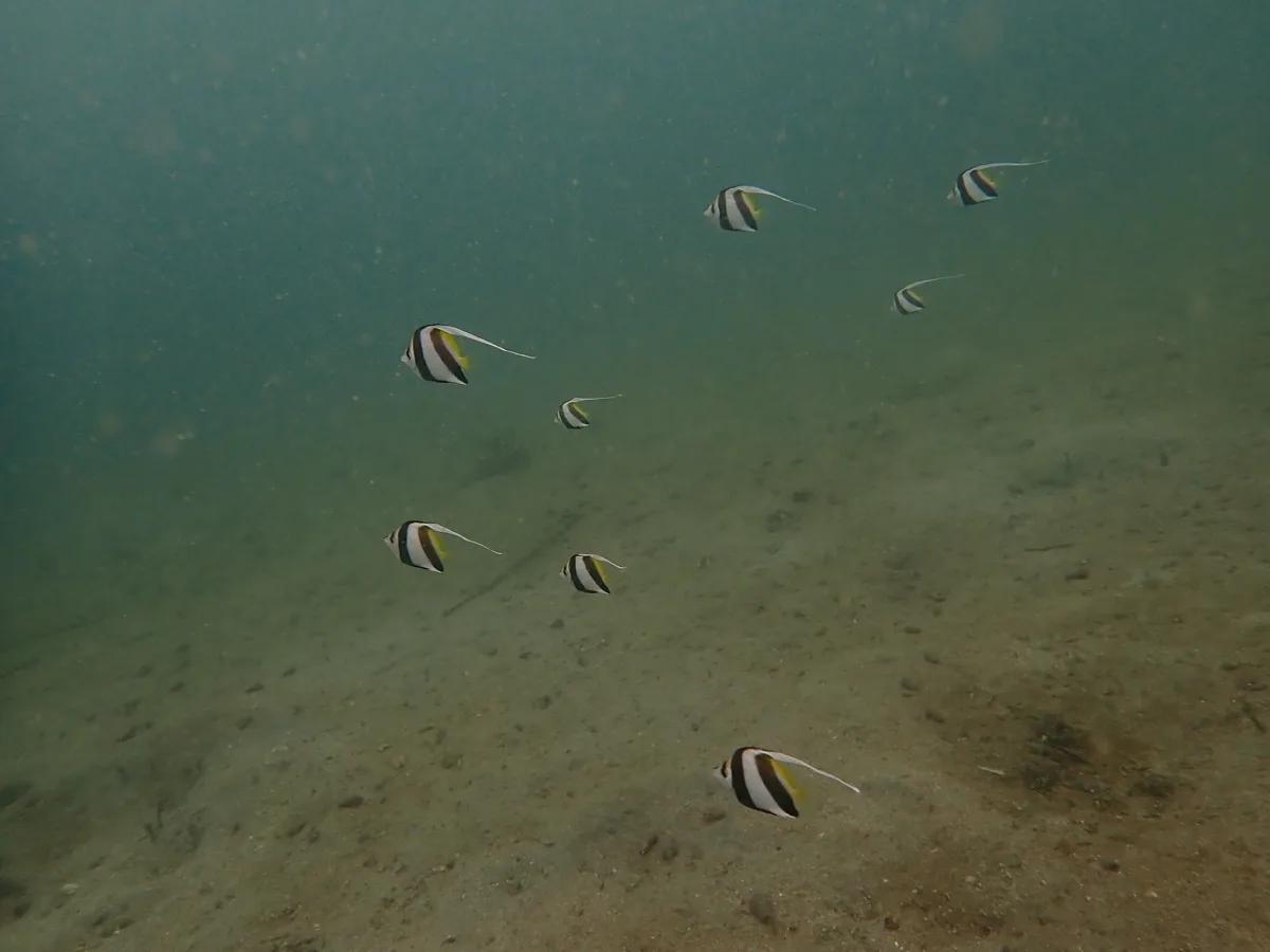 三浦・城ヶ島の砂地を泳ぐハタタテダイの仲間の群れ
