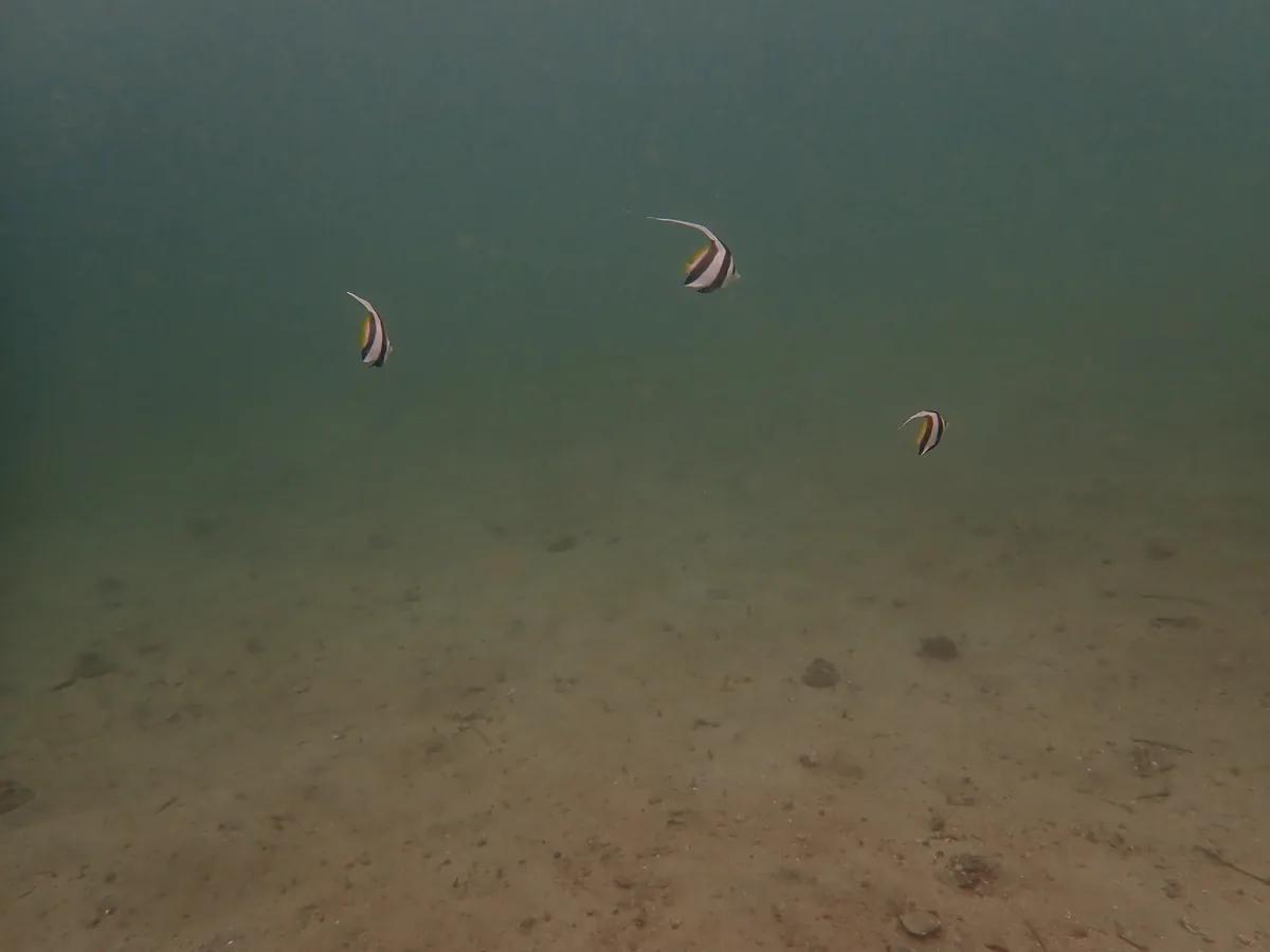 三浦の海の中層を泳ぐハタタテダイの仲間。季節来遊魚