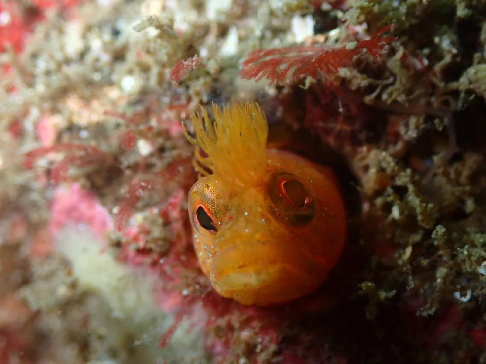 三浦の岩場の穴からオレンジ色の顔をのぞかせる小さな魚