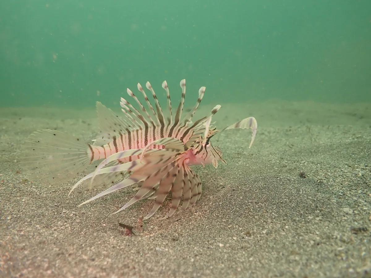 三浦・城ヶ島の砂地で出会ったミノカサゴの仲間