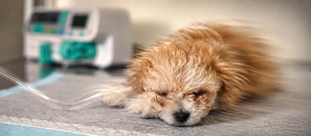 Pyometra in dogs needs urgent care by Nuzzy