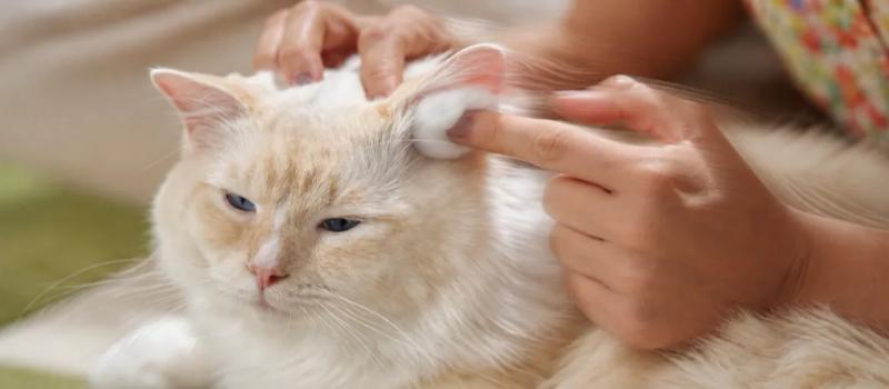 How to clean cat ears by Nuzzy