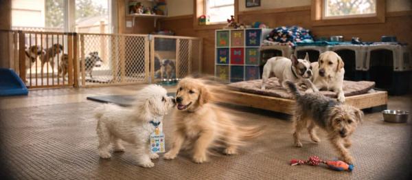 What is dog boarding? by Nuzzy
