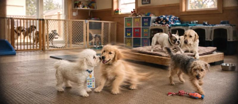 What is dog boarding? by Nuzzy