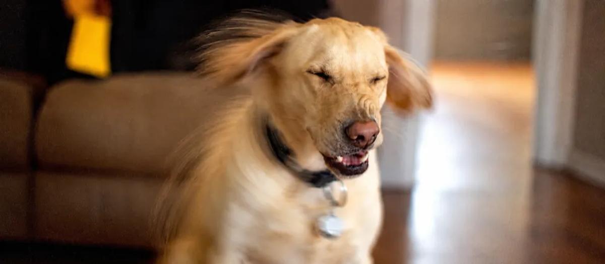 Reverse sneezing in dogs by Nuzzy