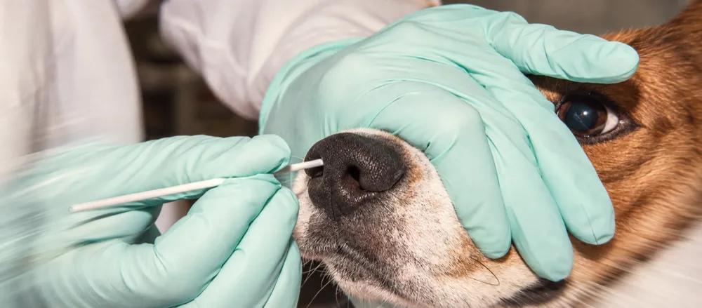 Canine distemper: signs and veterinary assessment by Nuzzy