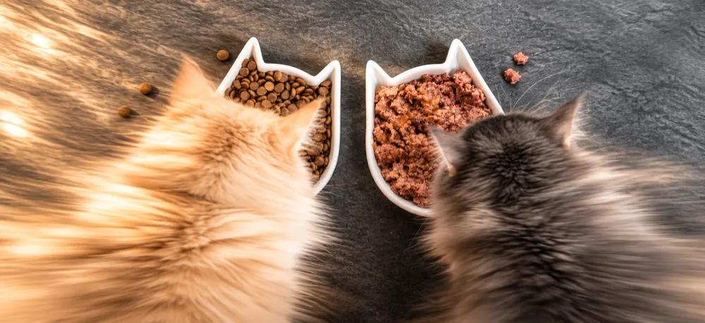 Wet vs dry cat food by Nuzzy