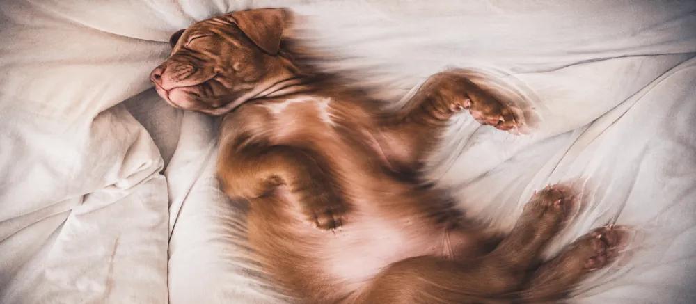 Dog sleeping positions by Nuzzy