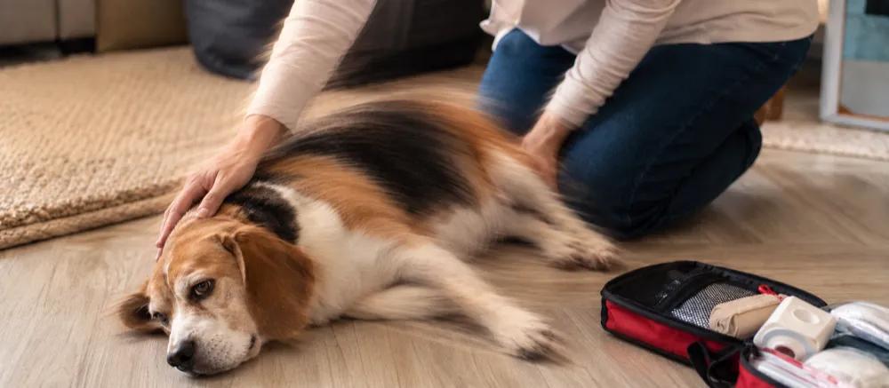 Why does my dog twitch in its sleep? by Nuzzy